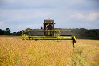 Oil Seed Rape Swathers